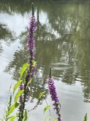 Lythrum salicaria