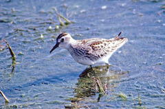Calidris subminuta