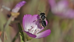 Megachile montivaga
