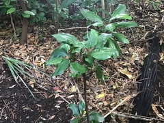 Corynocarpus laevigatus