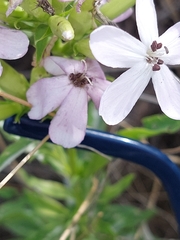 Microbotryum saponariae