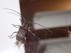 Ecyrus