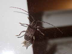 Ecyrus