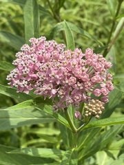 Asclepias incarnata