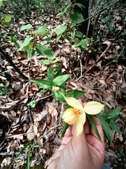 Cypripedium molle