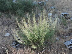 Scrophularia canina canina