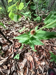 Cypripedium molle