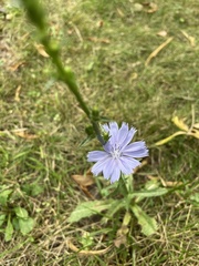 Cichorium intybus