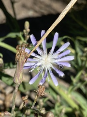 Lactuca pulchella