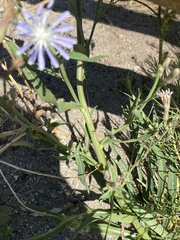 Lactuca pulchella