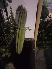 Trichocereus macrogonus