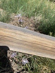 Lactuca pulchella