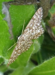 Scopula inscriptata