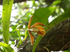 Prosthechea livida