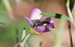 Megachile montivaga
