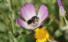 Megachile montivaga