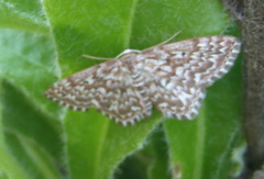 Scopula inscriptata