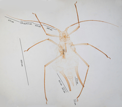 Uroleucon erigeronense