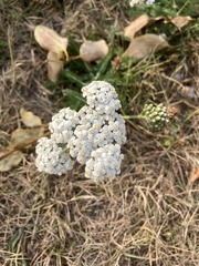 Achillea millefolium