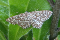 Scopula inscriptata