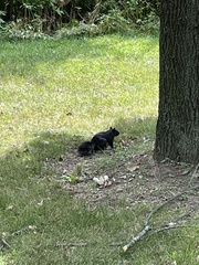 Sciurus carolinensis