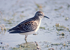Calidris subminuta
