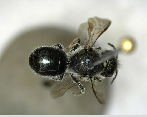iNaturalist observation photo of Mason Bees