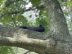 Sciurus carolinensis