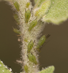 Uroleucon erigeronense