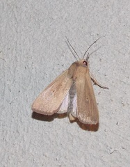 Leucania inconspicua