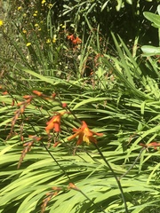 Hesperantha coccinea