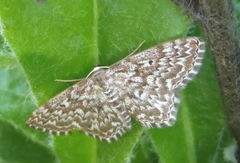Scopula inscriptata