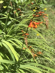 Hesperantha coccinea