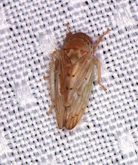 Polana quadrinotata
