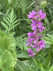Lythrum salicaria