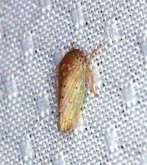 Polana quadrinotata