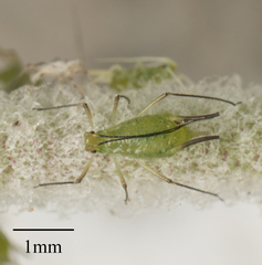 Uroleucon erigeronense