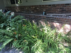 Hesperantha coccinea