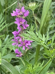 Lythrum salicaria