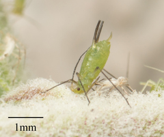 Uroleucon erigeronense
