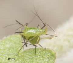 Uroleucon erigeronense