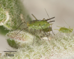 Uroleucon erigeronense