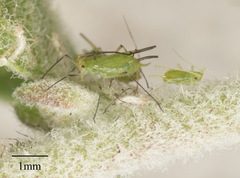 Uroleucon erigeronense