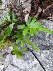 Polypodium scouleri image