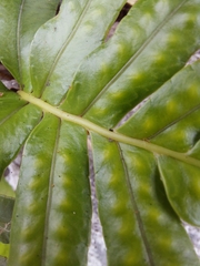Polypodium scouleri image
