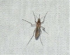 Coquillettidia perturbans