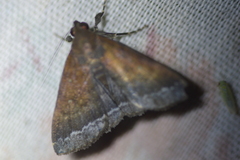 Physula albipunctilla