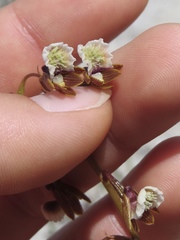 Eulophia bolusii