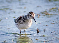 Calidris subminuta