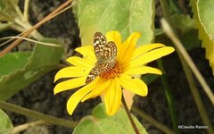 Phystis simois variegata